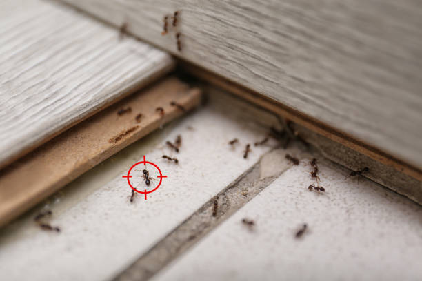 Best Ant Control Services  in Cresson, PA