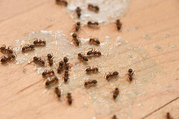 Best Pest Control Near Me in Cresson, PA